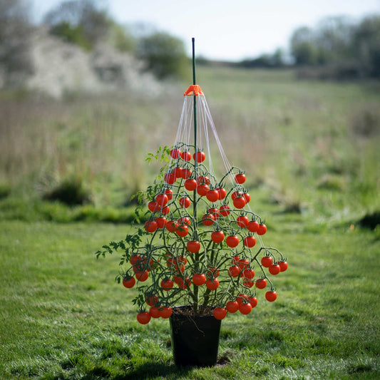 STRINGY-THINGY - Plant Supports