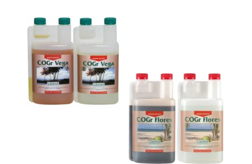 CANNA COGr Vega Flores A&B
