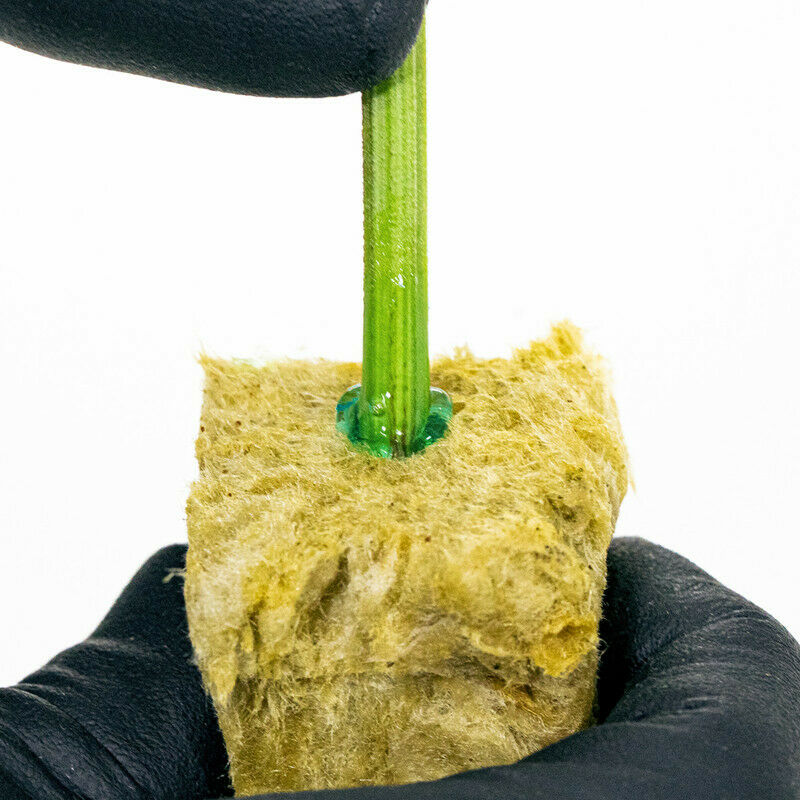 Athena - Cuts Plant Cloning Gel