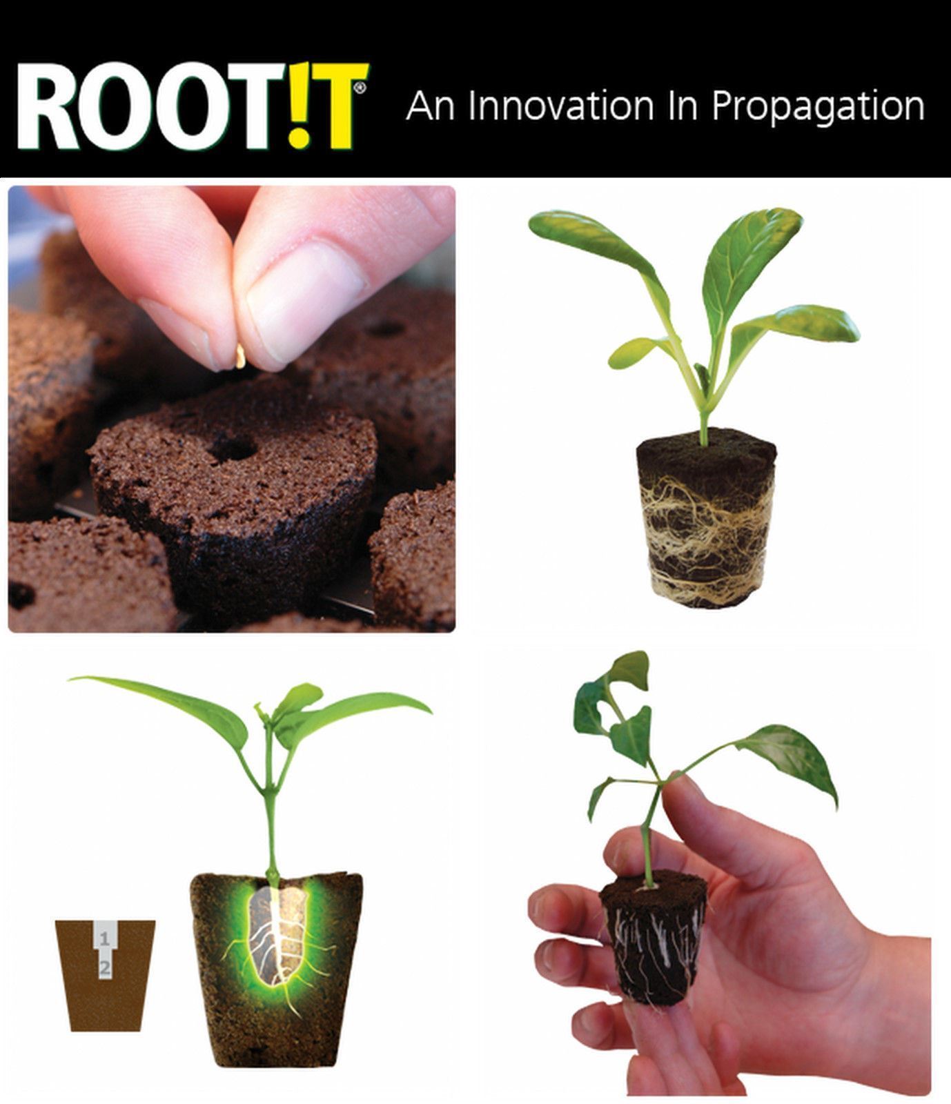 ROOT iT Rooting 50 Natural Sponge Cubes