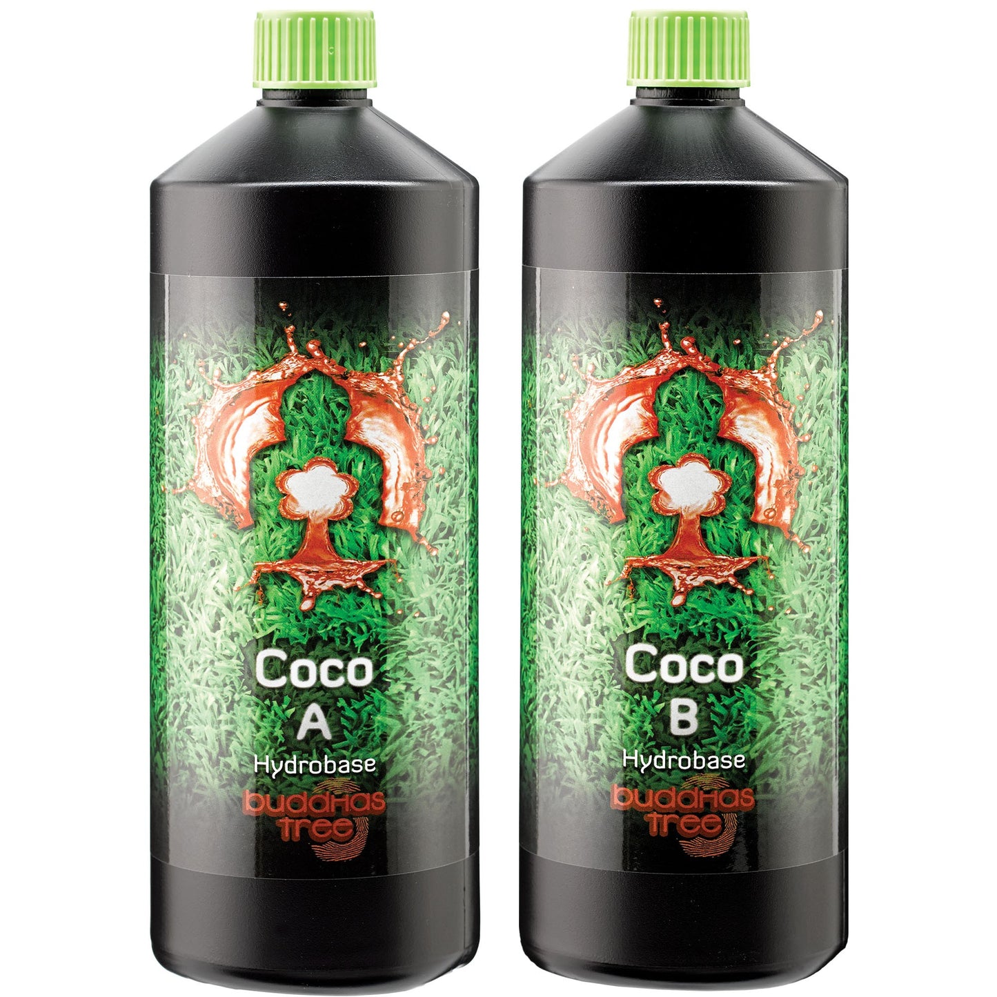 Buddha's Tree - CoCo A&B