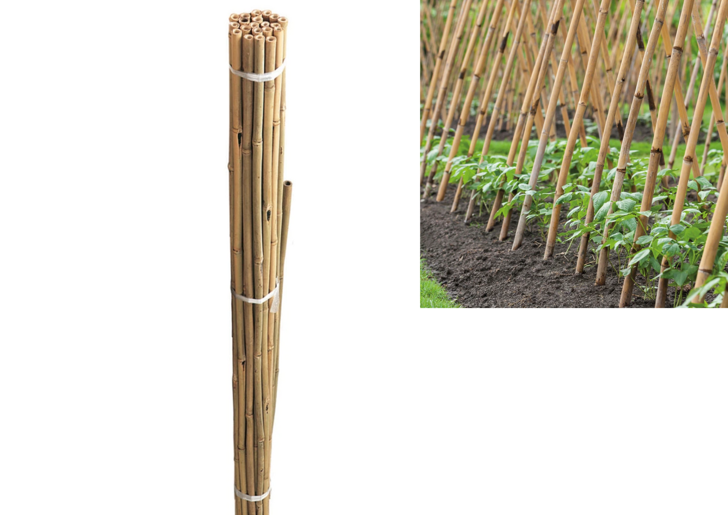 Bamboo Stakes 3ft 4ft 5ft 6ft - Pack of 25