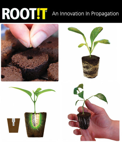 ROOT iT Rooting 50 Natural Sponge Cubes