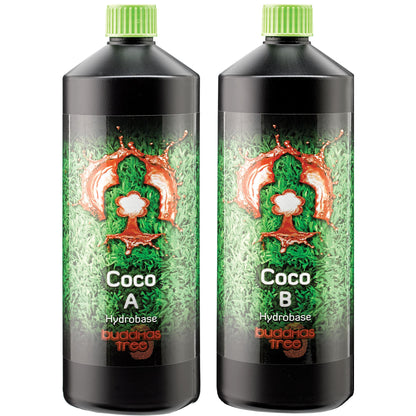Buddha's Tree - CoCo A&B